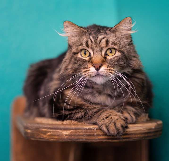 Photo of Chewy