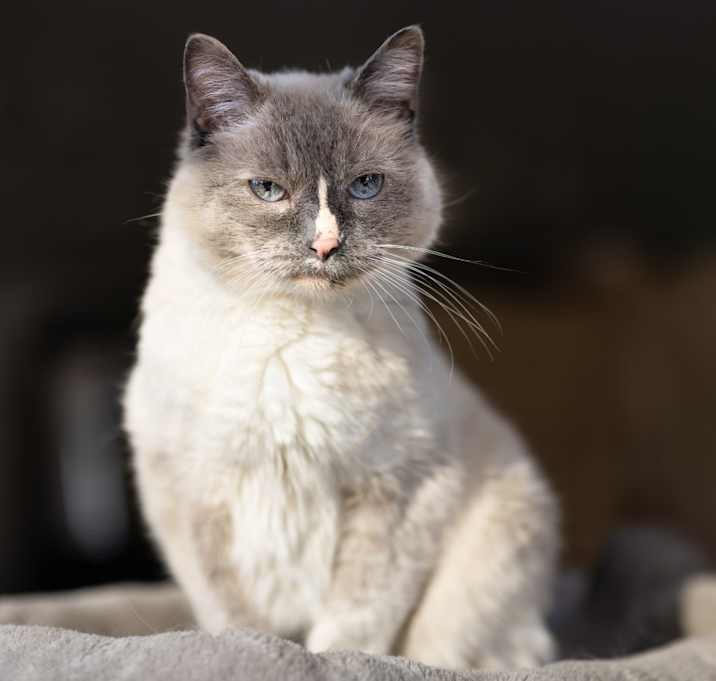 Photo of Mouse