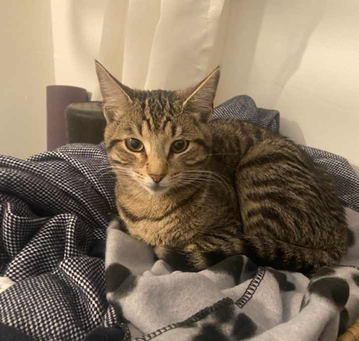 Photo of Tinker