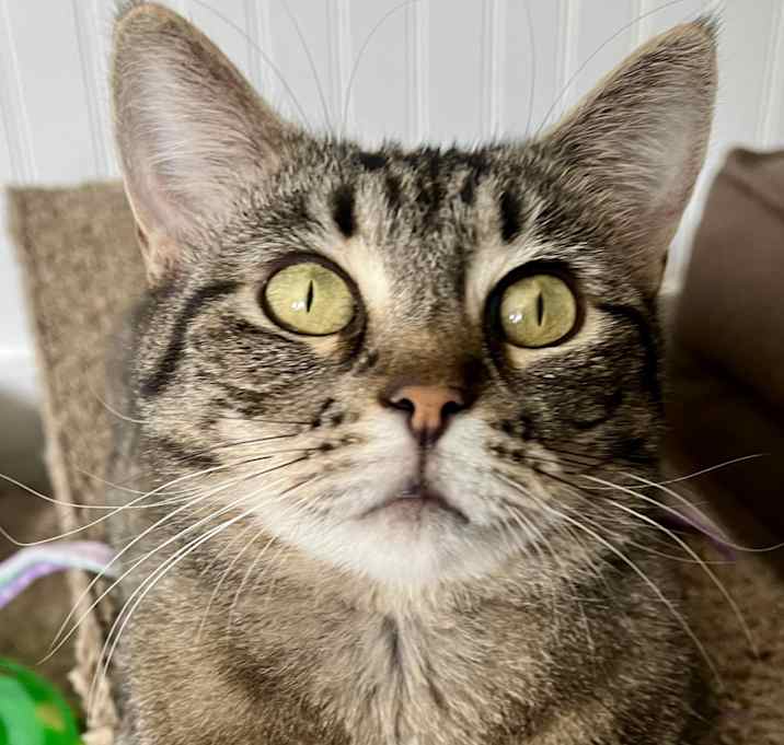 Photo of Luna