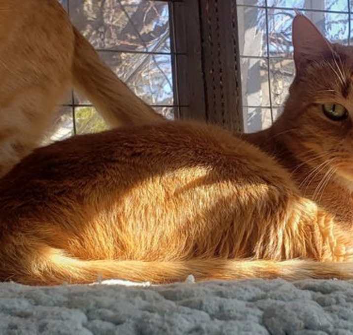 Photo of Gin Gin (Courtesy Post)