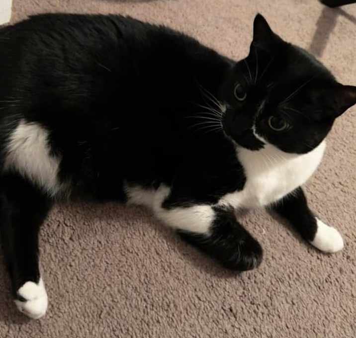 Photo of Luna