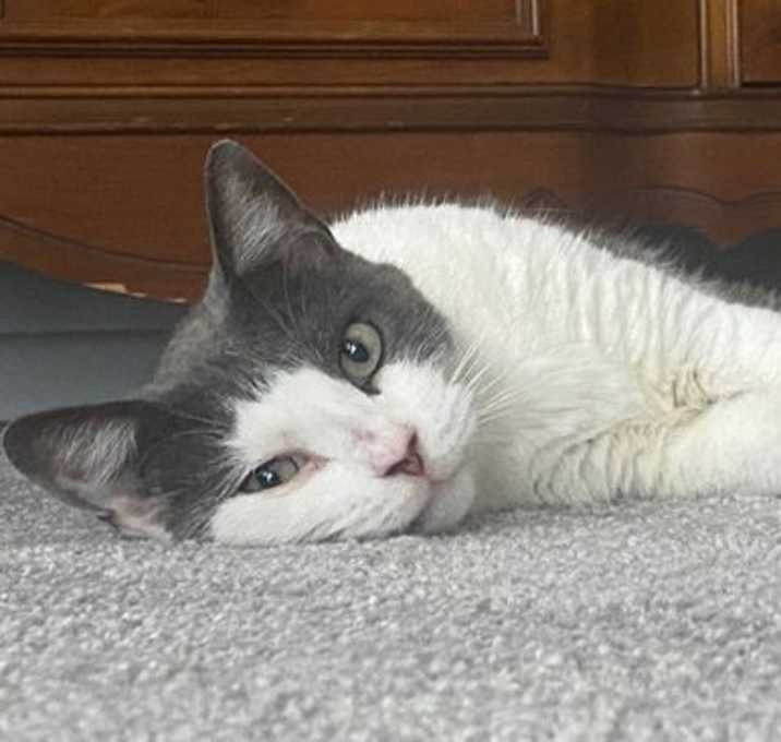 Photo of Patty Cat