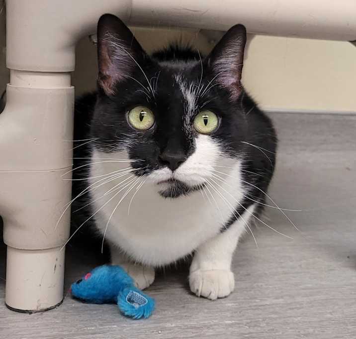 Photo of Fern - available for Foster to Adopt