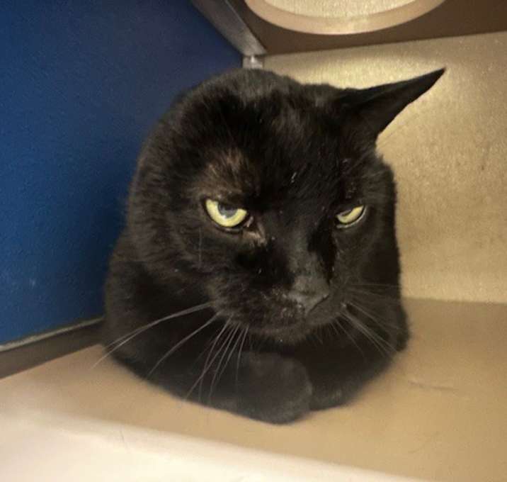 Photo of Milo
