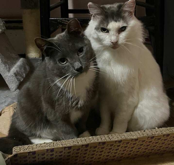 Photo of Honey Girl and Percy