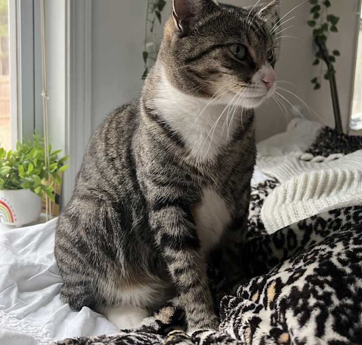 Photo of Sage