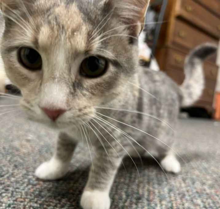 Photo of Chai