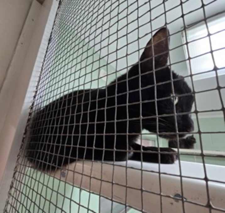 Photo of Shadow