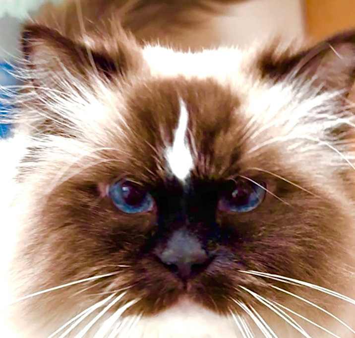 Photo of Moppet