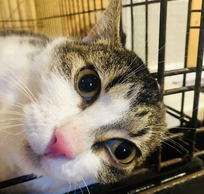 Photo of Sylvester