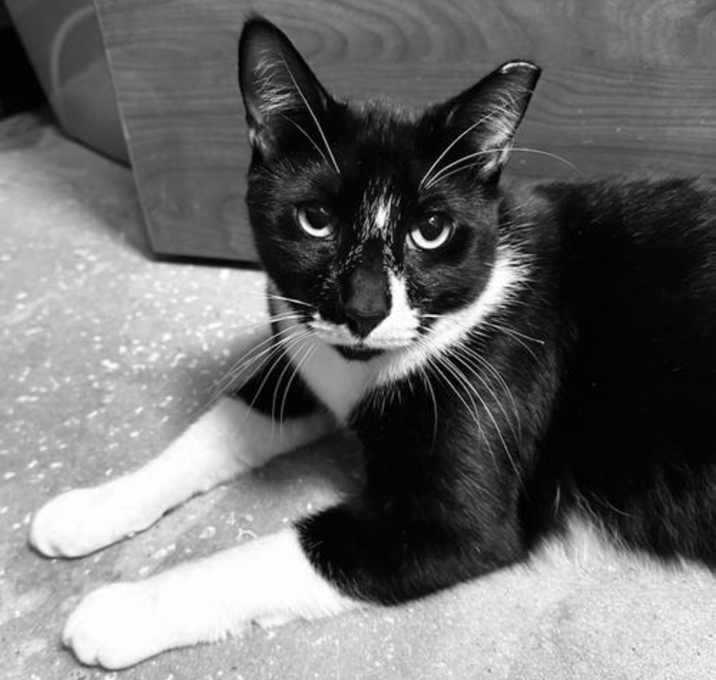 Photo of Oreo the Sweet Boy