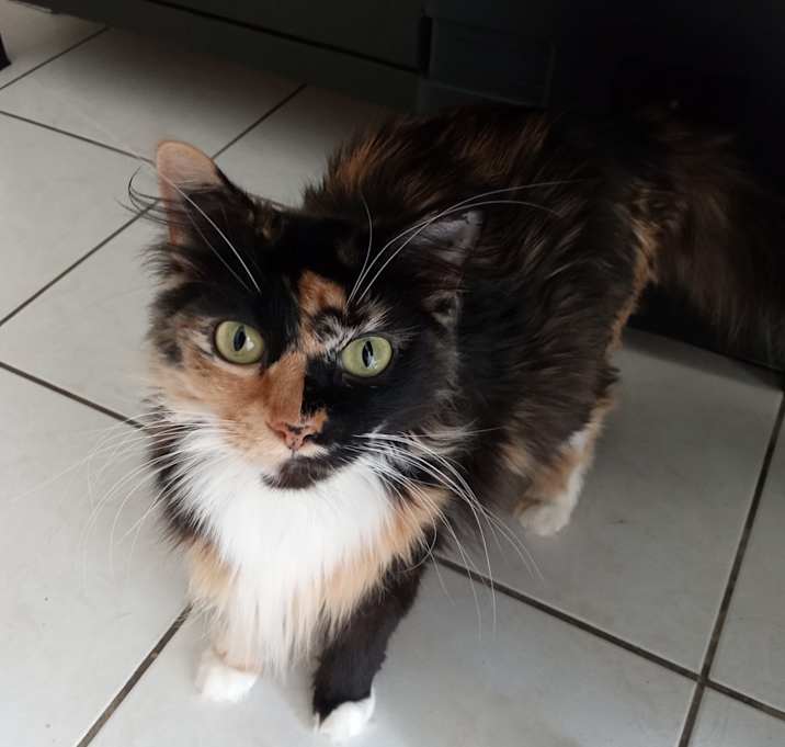 Photo of Kit