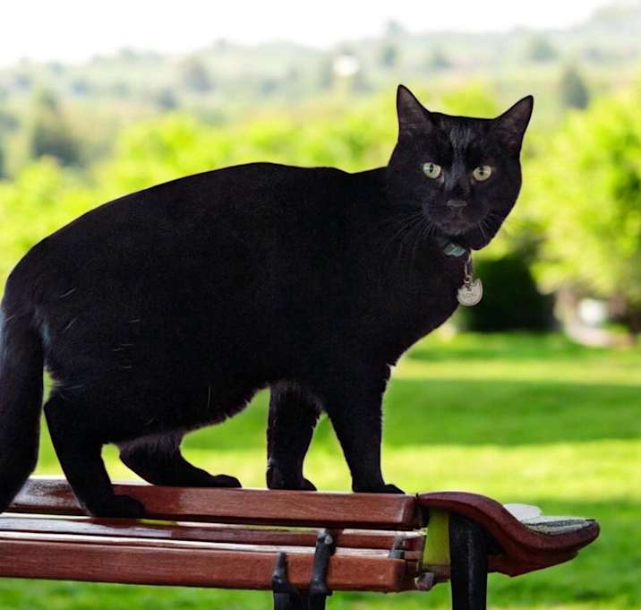Photo of Loki
