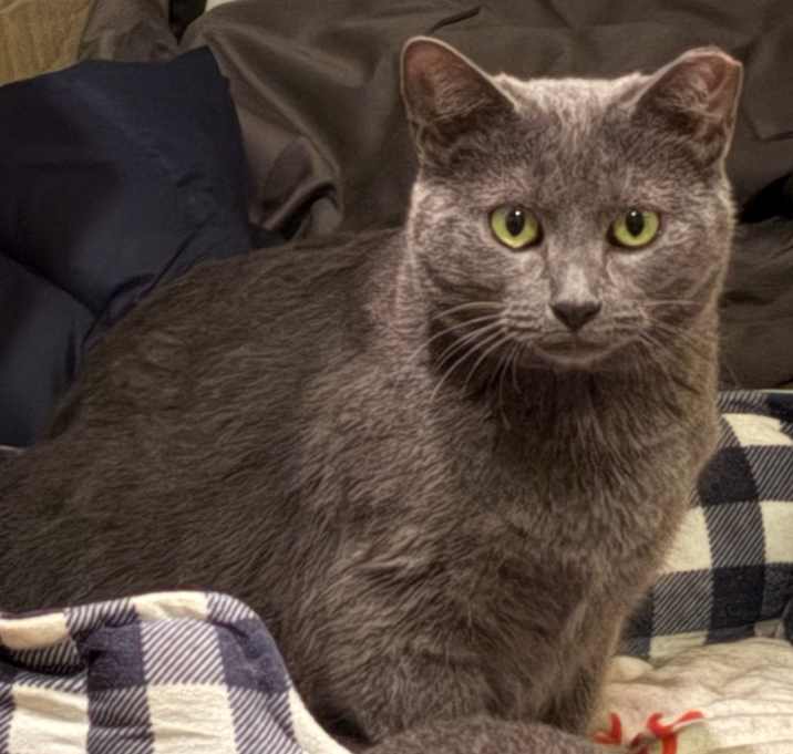 Photo of Graysie
