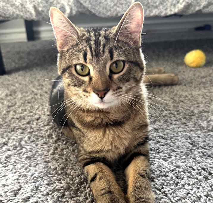 Photo of Tinsel