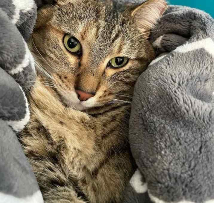 Photo of Tippy