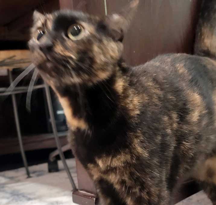 Photo of Sweetie Pie