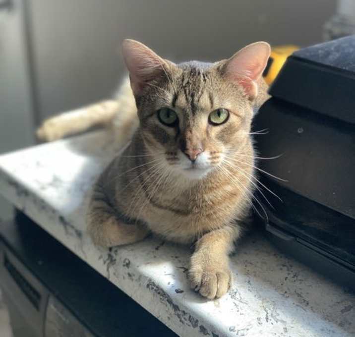Photo of Ace