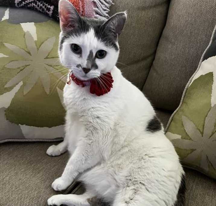Photo of PIPER