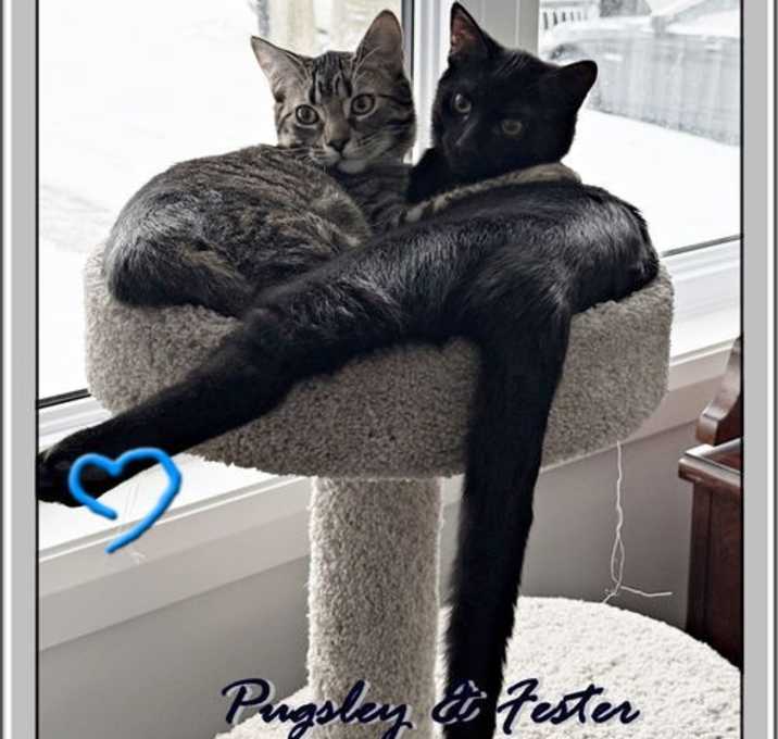 Photo of FESTER & PUGSLEY