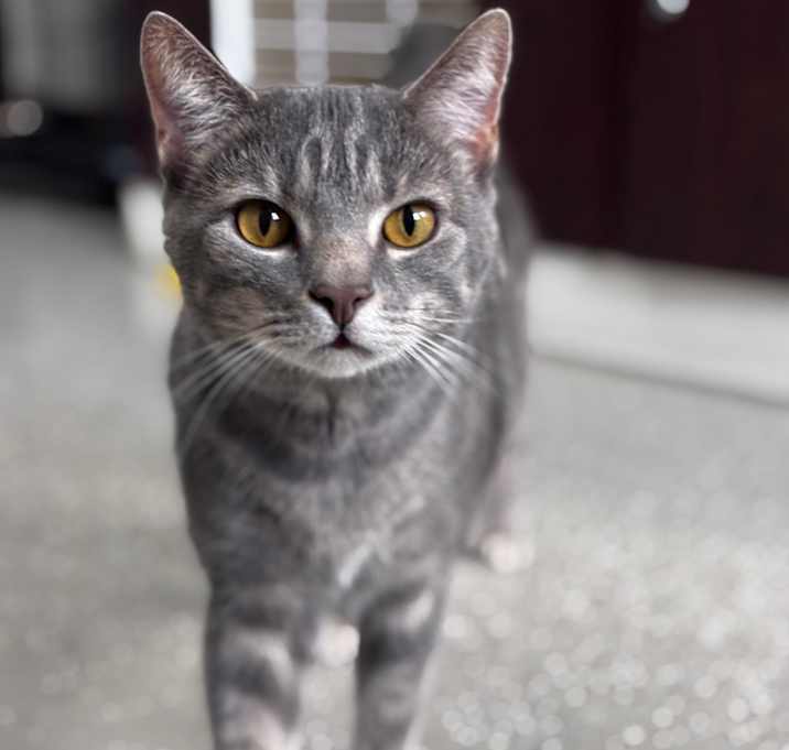 Photo of Smokey 1