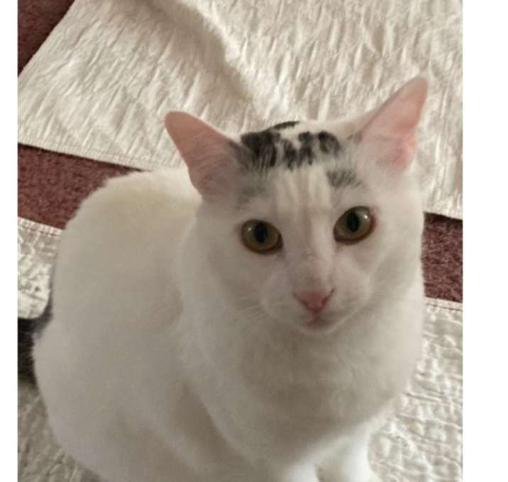 Eli