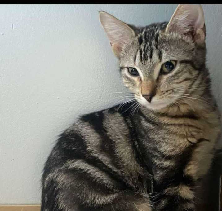 Photo of Serafina