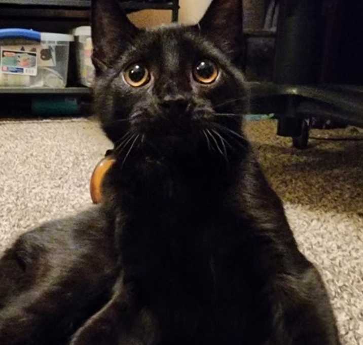 Photo of Elrond