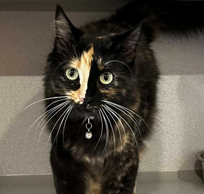Photo of Jinx