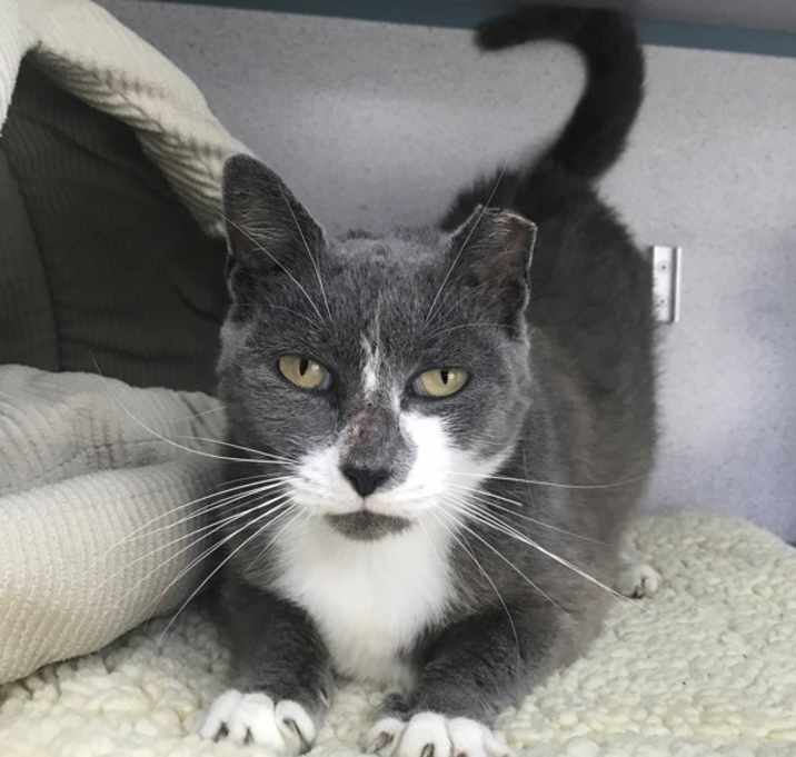 Photo of Tulip