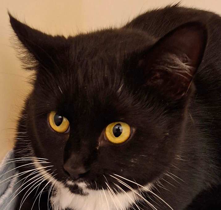 Photo of Screech