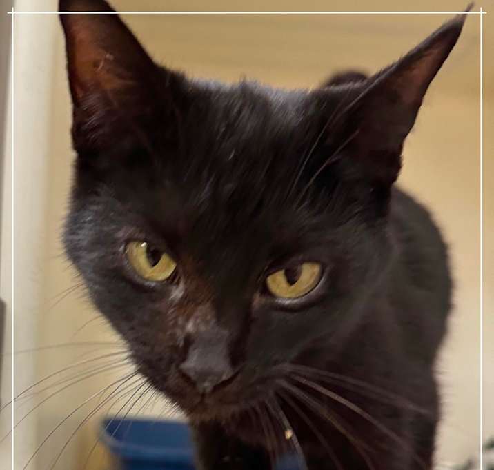 Photo of Figaro