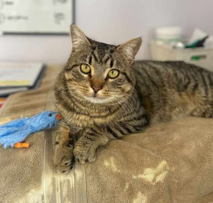 Photo of Shrimp
