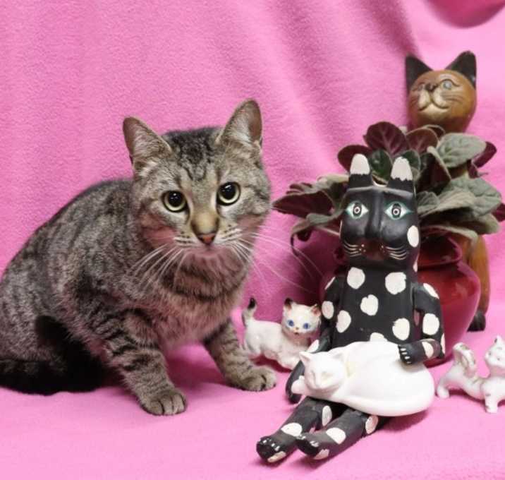 Photo of Stella