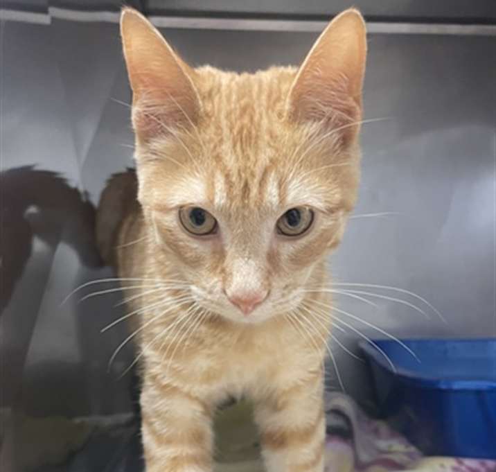Photo of GARFIELD
