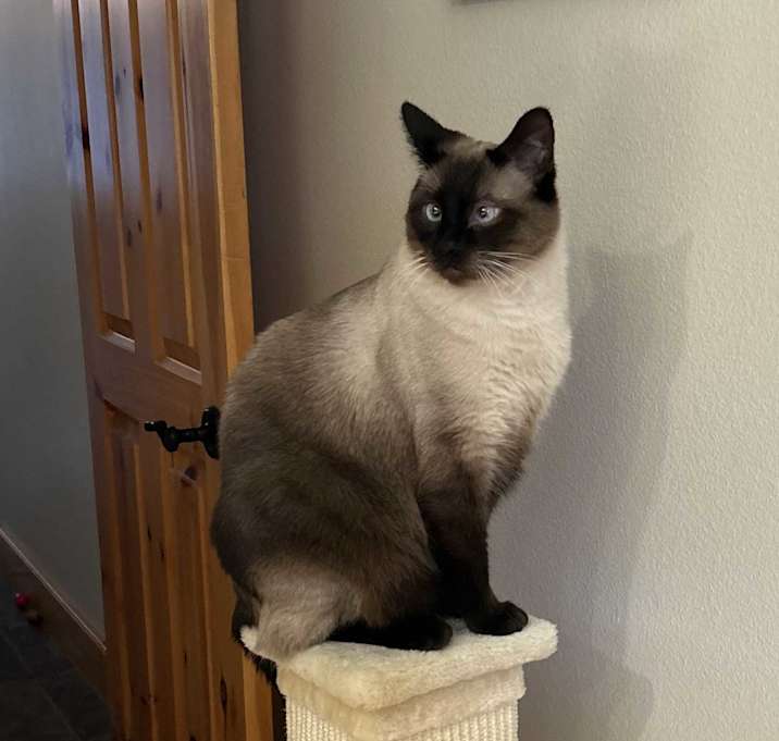 Photo of Moose