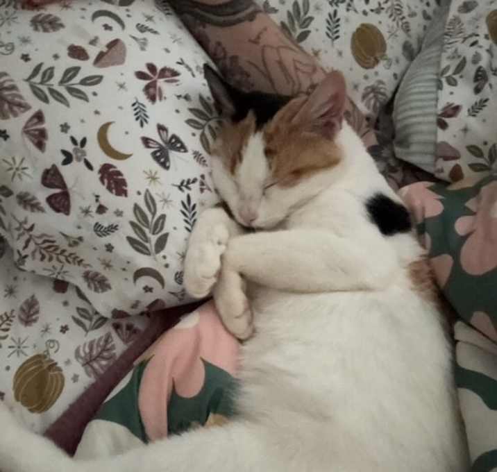 Photo of Poppy