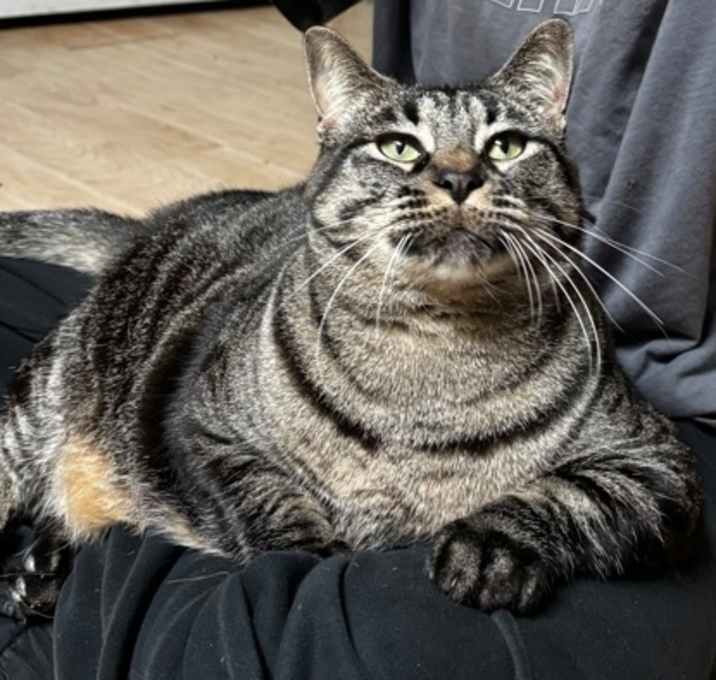 Photo of Shiloh