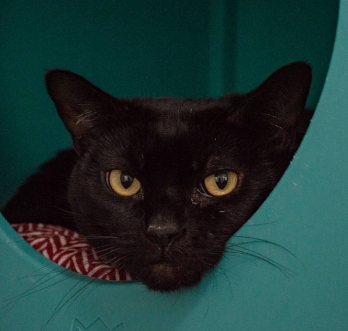 Photo of Cutie
