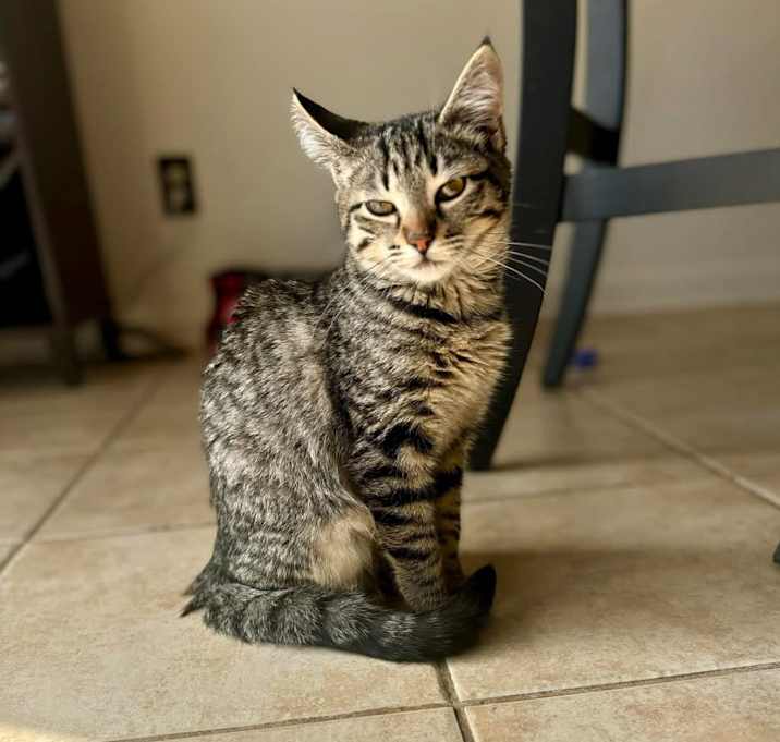 Photo of Cashmere