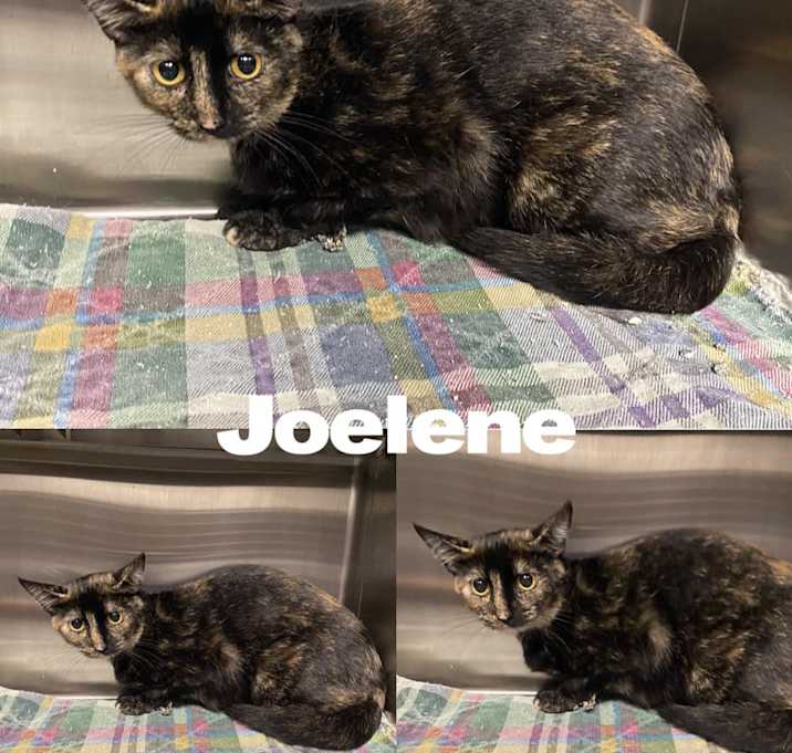 Photo of Jolene