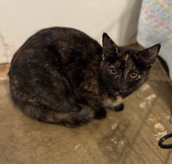 Photo of Tipsy