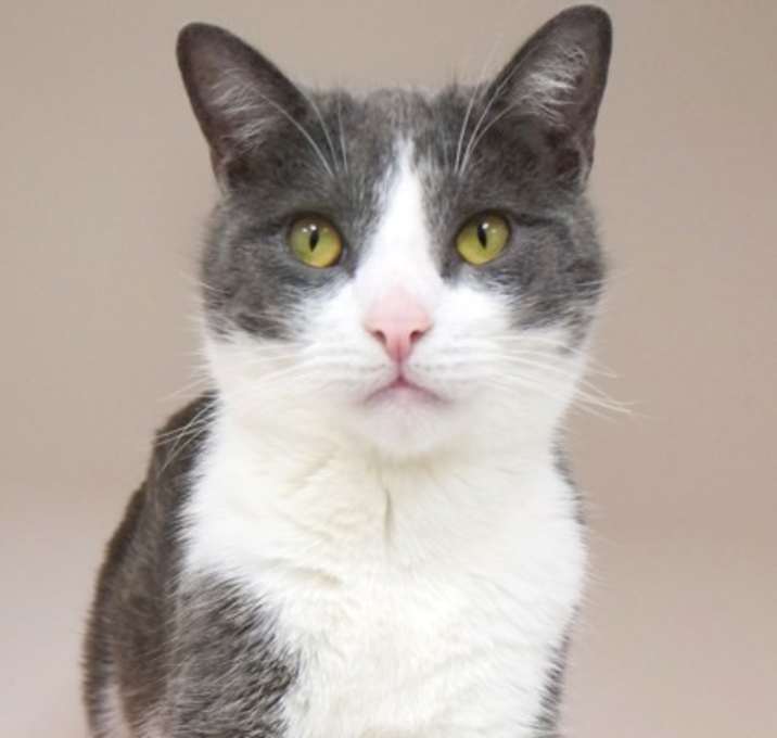 Photo of Boris (in foster)