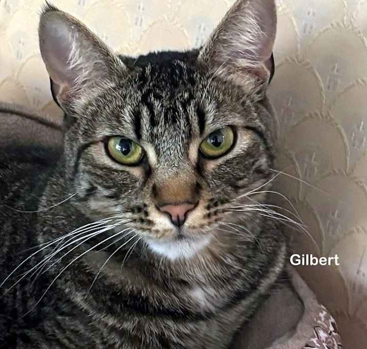 Photo of Gilbert