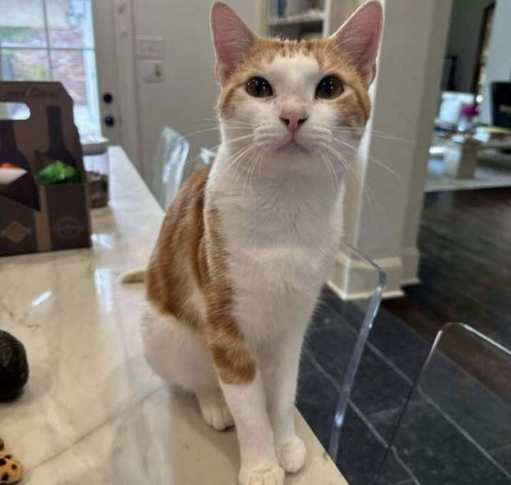 Photo of Mr Pibbles