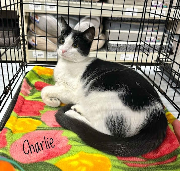 Photo of Georgias : Charlie