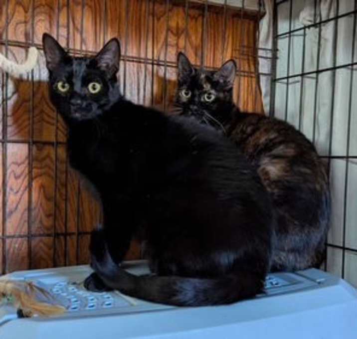Photo of Bonded Black (&Tortie) Beauties