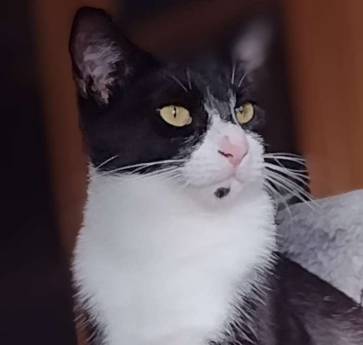 Photo of Button