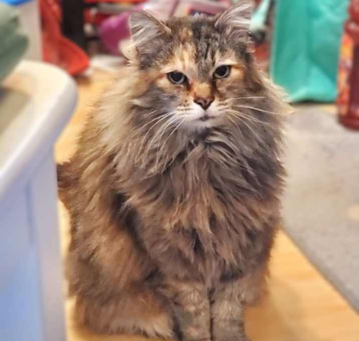 Photo of Sweet Pea